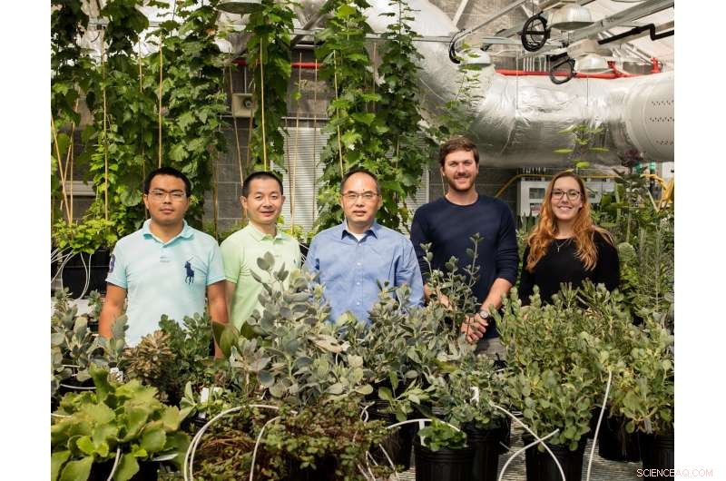 Harnessing Drought-Resistant Genes to Accelerate Water-Efficient Crop Development