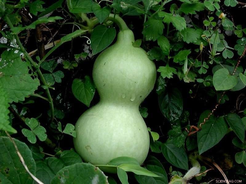 Bottle Gourd Genome Unveils Evolutionary Pathways and Relationships Within Cucurbits