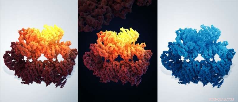 Scientists Capture Near‑Atomic Structure of Key DNA Repair Protein Complex