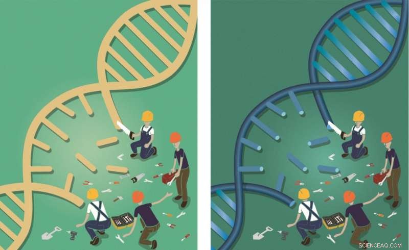Scientists Capture Near‑Atomic Structure of Key DNA Repair Protein Complex