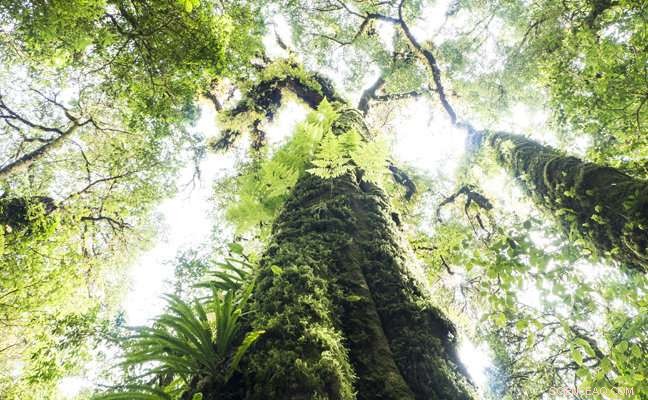 Global Trait Maps Reveal Drivers of Vegetation Growth from Alaska to Amazonia