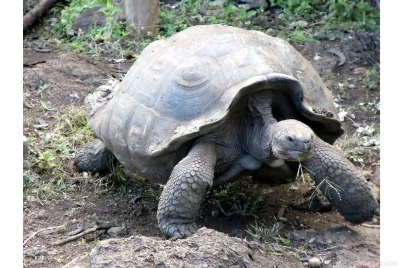 Energy Requirements for Self-Righting in Galápagos Tortoise Species: A Comparative Study