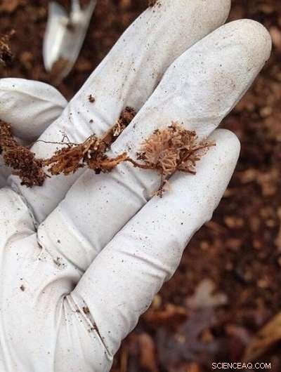 Root Fungi Interactions with Trees Clarify Vulnerability to Invasive Plants