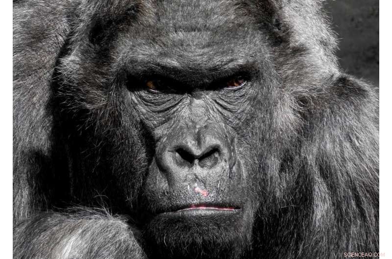 New Study Reveals Gorillas Can Instinctively Learn Food Cleaning Behaviours