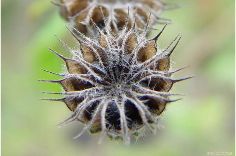 Invasive Plants: A Rapid Global Threat Across Continents and Climates