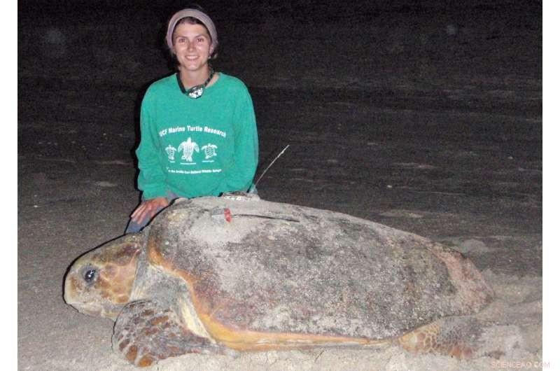Scientists Identify Key Foraging Hotspots for Loggerhead Turtle Rookery