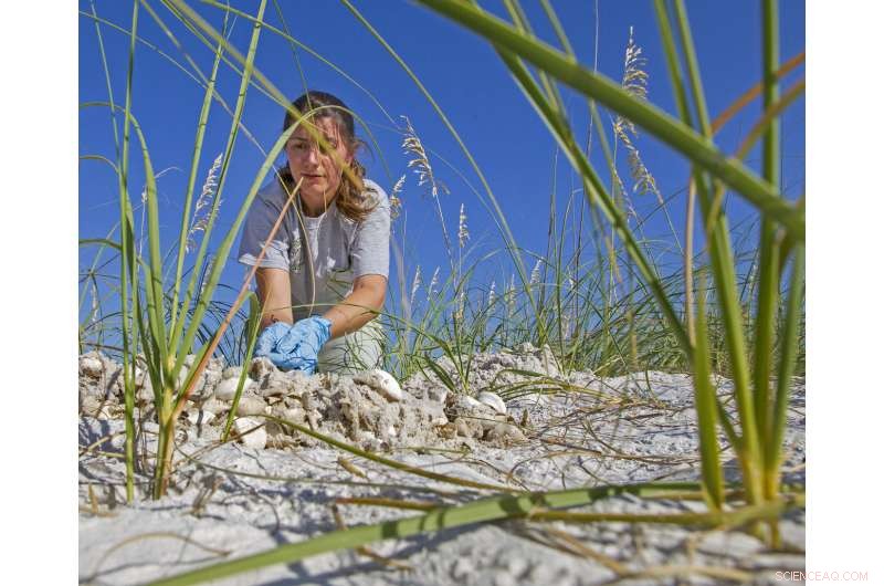 Scientists Identify Key Foraging Hotspots for Loggerhead Turtle Rookery