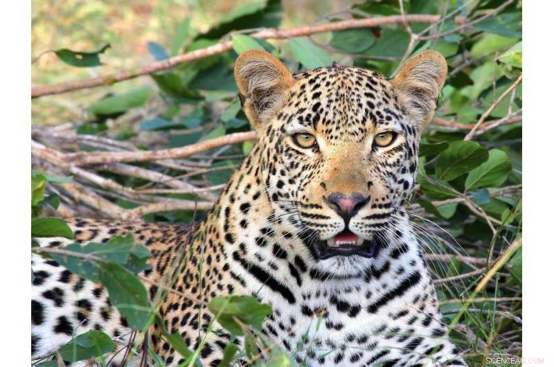 Medium‑Sized Carnivores Face Greatest Threat from Environmental Change