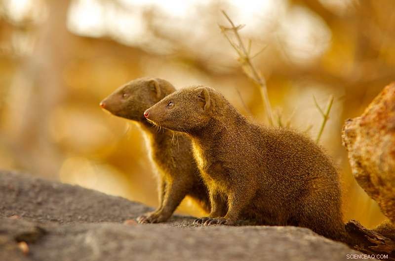 Immigrants Boost Mongoose Cohesion: Study Reveals Long-Term Benefits