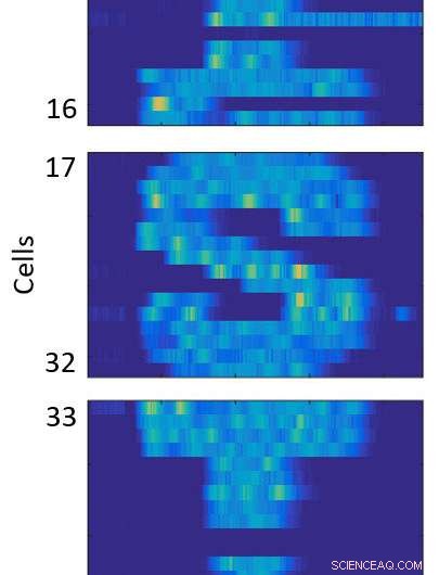 Visualizing Bacterial Gene Expression in Virtual Reality