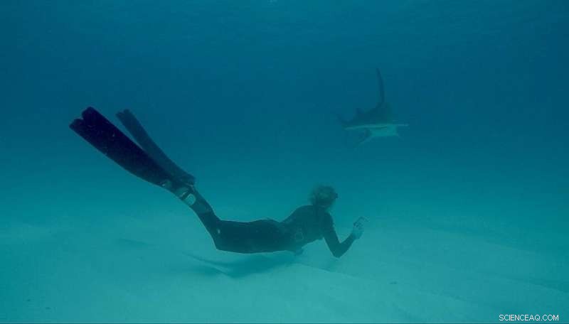 Researchers Use Oceanic DNA Traces to Monitor Shark Populations