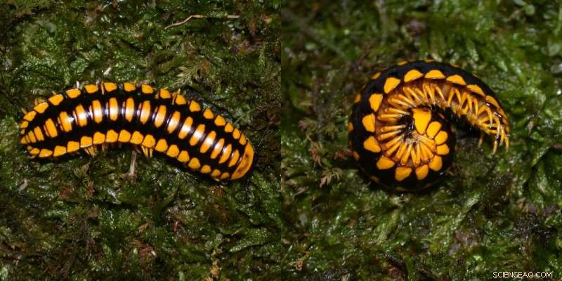 Entomologist Uncovers Millipede With Record-Setting Color Palette and Built-In Cyanide Defense