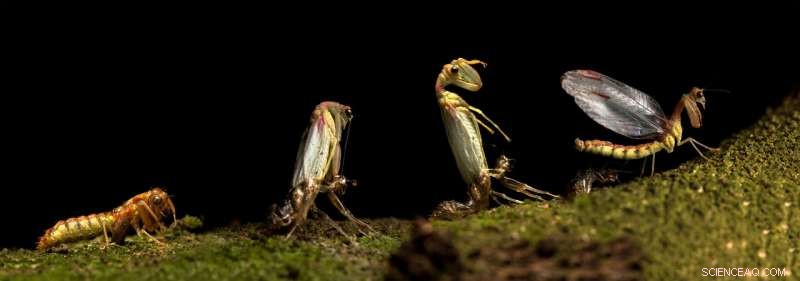 Annual Mass Emergence of Enigmatic Mantis-Flies: A Record-Setting Event