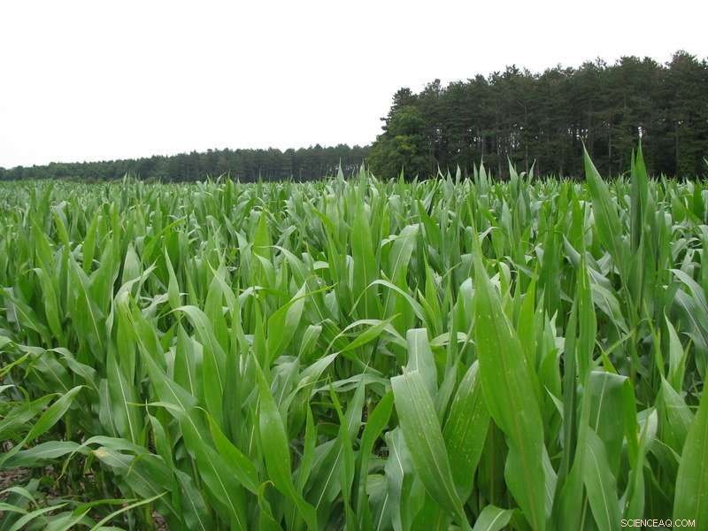 Scientists Unveil Molecular Mechanism Behind Plants’ Light Response