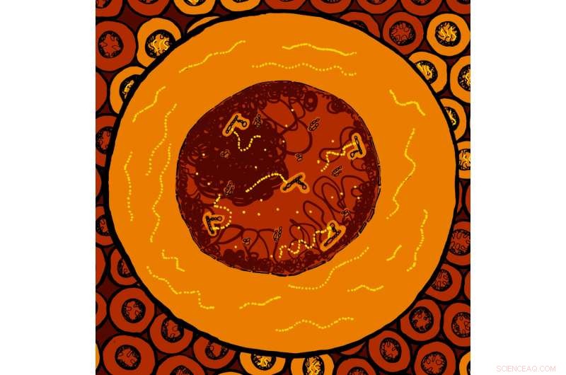 New Research Uncovers How Cells Reconstruct Their Nucleus Post‑Mitosis