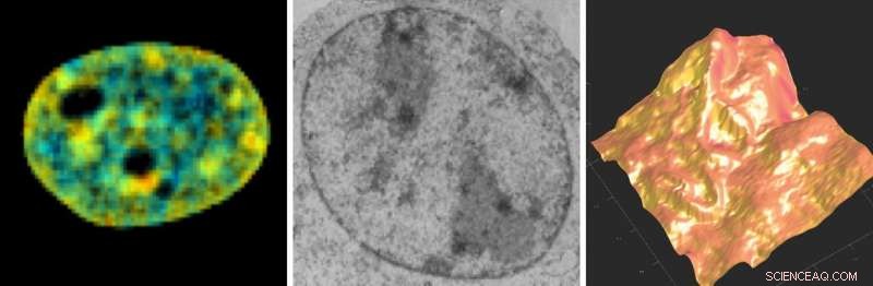 New Research Uncovers How Cells Reconstruct Their Nucleus Post‑Mitosis