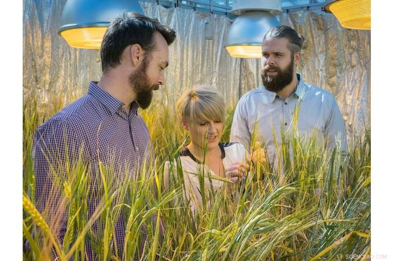 New Gene Discovery Drives Root Growth in Wheat & Barley, Boosting Food Security