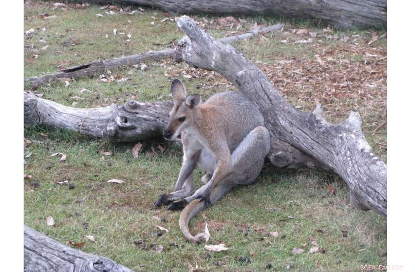 New Genetic Findings Reveal Unexpected Close Kinship Within Kangaroo Family