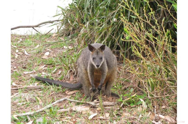 New Genetic Findings Reveal Unexpected Close Kinship Within Kangaroo Family