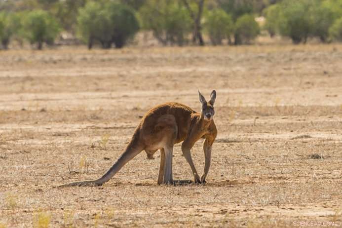 New Genetic Findings Reveal Unexpected Close Kinship Within Kangaroo Family