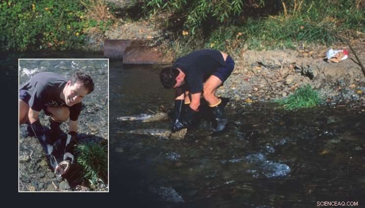 Study Confirms Additional Survival Pathways for Endangered Winter-Run Chinook Salmon