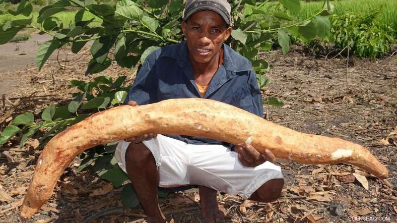 Protecting Tubers: Urgent Action to Save Vulnerable Plant Species