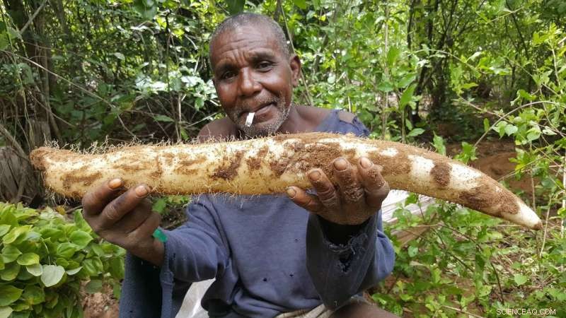 Protecting Tubers: Urgent Action to Save Vulnerable Plant Species