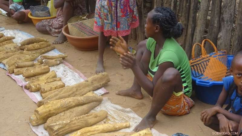 Protecting Tubers: Urgent Action to Save Vulnerable Plant Species