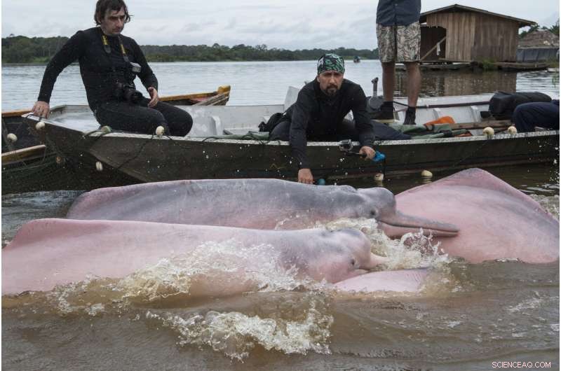 Amazon River Dolphins: Historic Satellite Tagging Boosts Conservation
