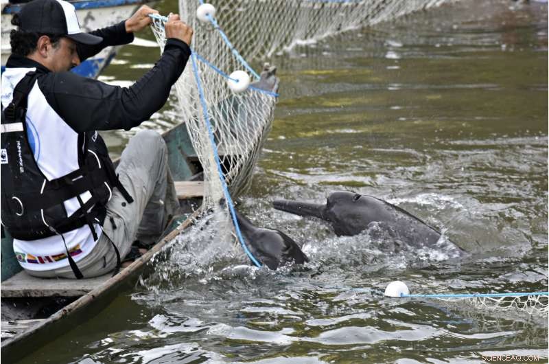 Amazon River Dolphins: Historic Satellite Tagging Boosts Conservation
