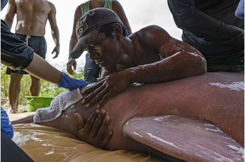 Amazon River Dolphins: Historic Satellite Tagging Boosts Conservation
