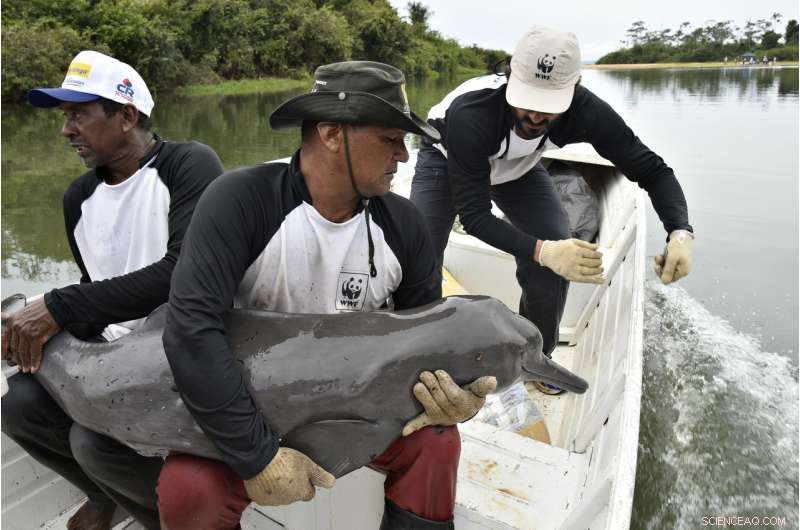 Amazon River Dolphins: Historic Satellite Tagging Boosts Conservation