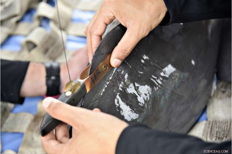 Amazon River Dolphins: Historic Satellite Tagging Boosts Conservation