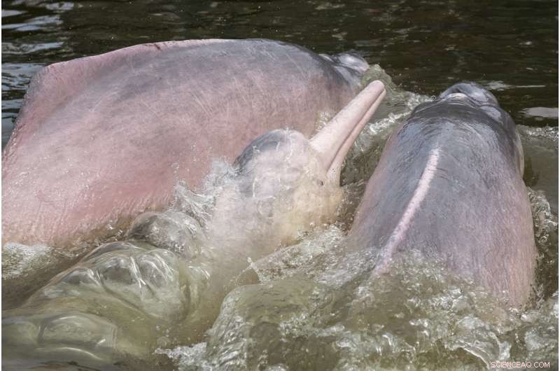Amazon River Dolphins: Historic Satellite Tagging Boosts Conservation