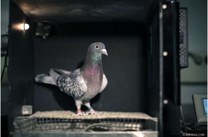Pigeons Distinguish Space and Time: New Study Reveals Advanced Cognitive Abilities