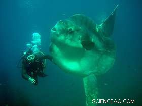 World s Heaviest Bony Fish Confirmed: 2,300‑kg Sunfish Officially Named