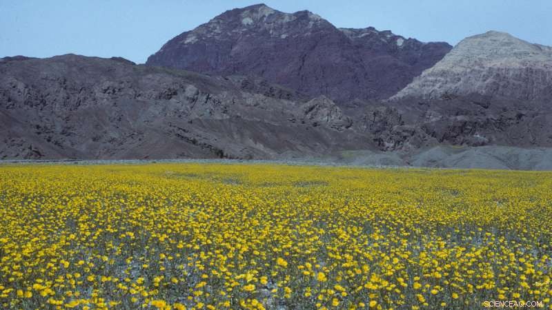 California s Dry Regions Rank as Leading Hotspots for Plant Diversity