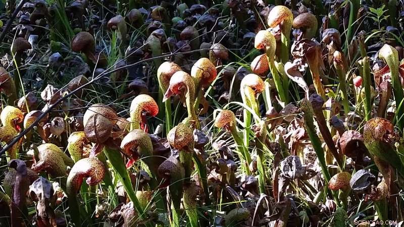 California s Dry Regions Rank as Leading Hotspots for Plant Diversity