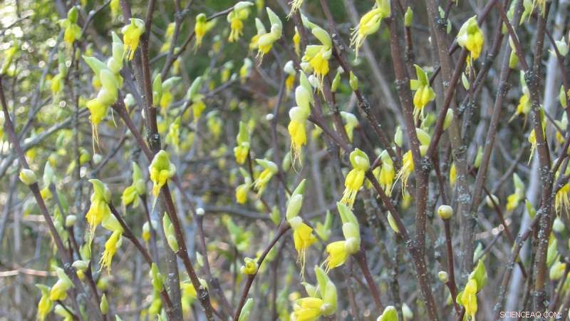 California s Dry Regions Rank as Leading Hotspots for Plant Diversity