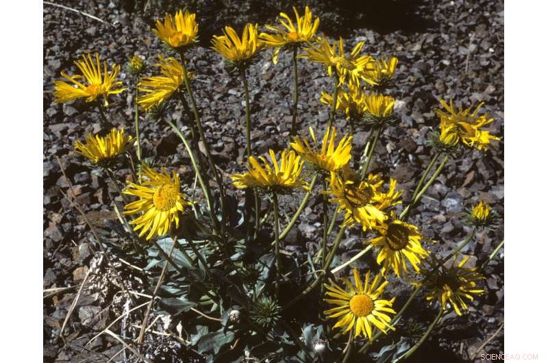 California s Dry Regions Rank as Leading Hotspots for Plant Diversity