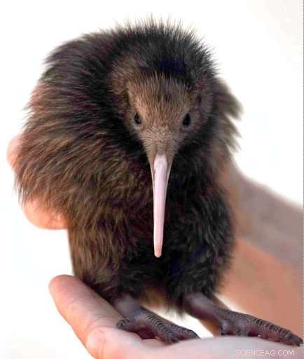 Two Kiwi Birds Offer Hope Amid Alarming Extinction Report