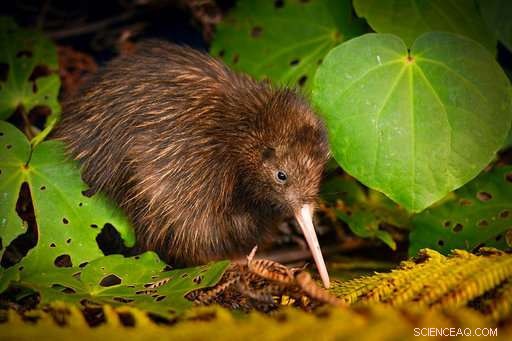 Two Kiwi Birds Offer Hope Amid Alarming Extinction Report