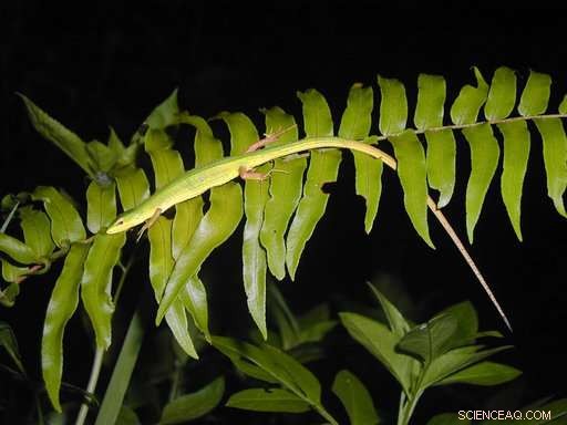 Two Kiwi Birds Offer Hope Amid Alarming Extinction Report