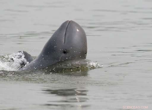 Two Kiwi Birds Offer Hope Amid Alarming Extinction Report