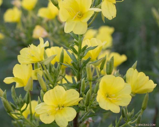 Intraspecific Variation Drives Biodiversity, Study Shows