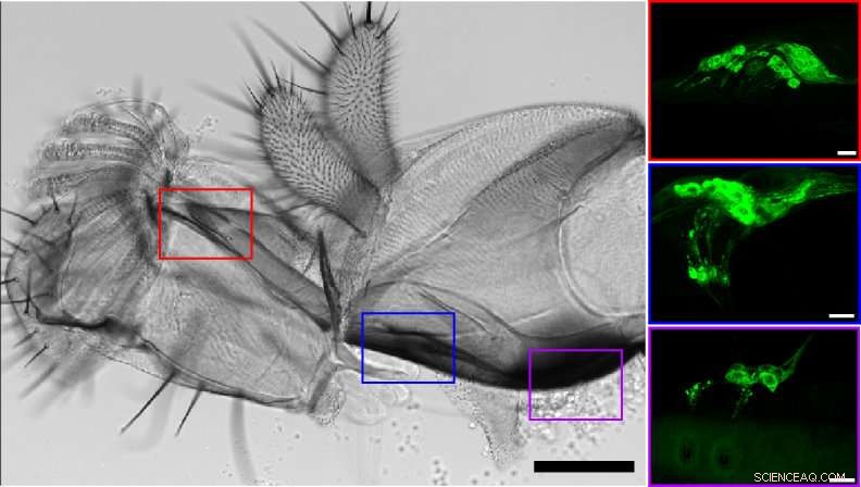Scientists Demonstrate How to Manipulate Insect Food Choices