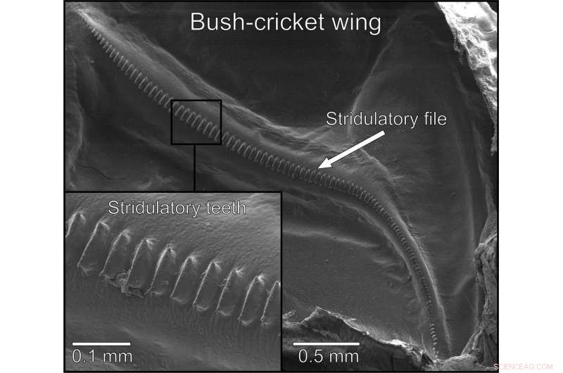 Wing Structure Determines the Diverse Tones of Bush-Cricketers  Mating Calls