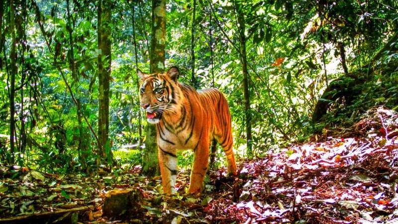 Endangered Tigers Fight for Survival in Sumatra s Fragmenting Forests