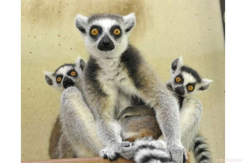 New Lemur Research Reveals How Diet Shapes Gut Microbiome