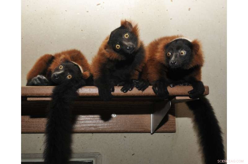 New Lemur Research Reveals How Diet Shapes Gut Microbiome